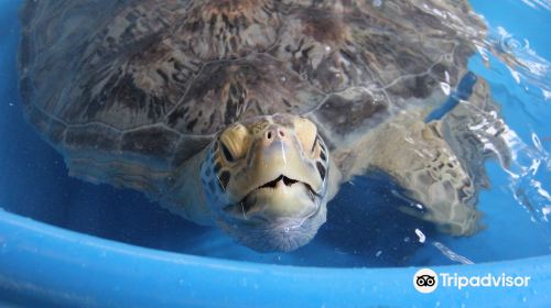 Bora Bora Turtle Centre