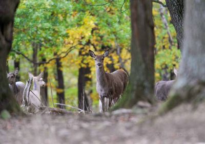 Wildpark Schmidt