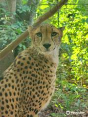 Cheetah's Rock riserva di animali