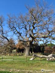 Oak of Checche