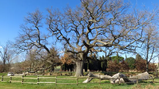 Oak of Checche