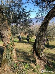 Azienda Agraria e Frantoio Ronci