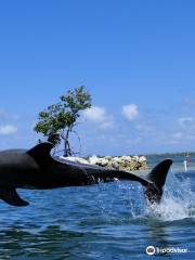 Dolphin Cove Cayman
