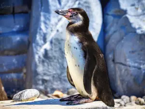 Curraghs Wildlife Park