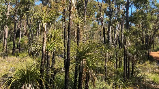 Crooked Brook Forrest