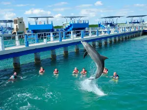 Delfinario en Cayo Santa Maria