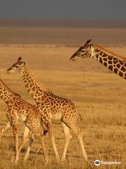 Perfect Safaris Africa