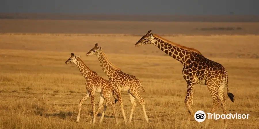 Perfect Safaris Africa