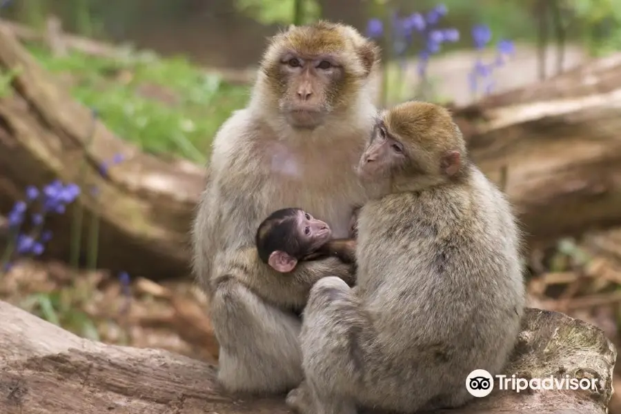 La Montagne des Singes