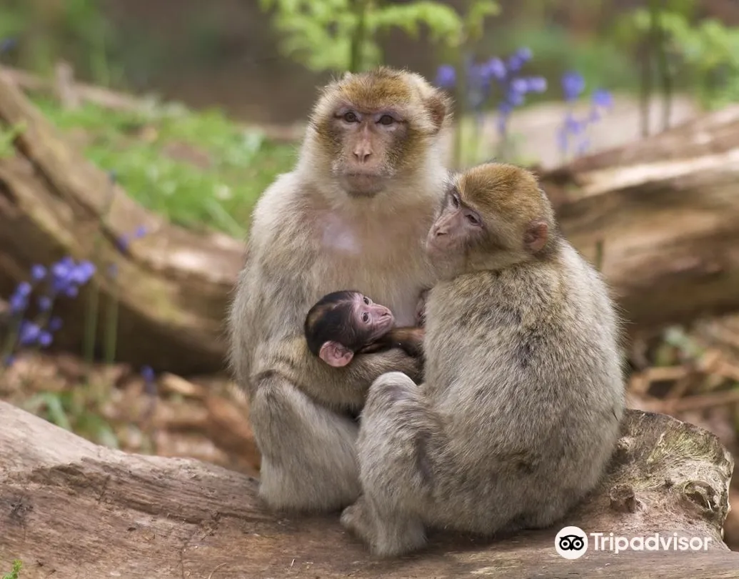 4_La Montagne des Singes
