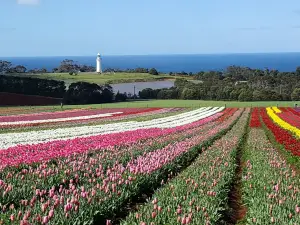 Table Cape Lighthouse Tours