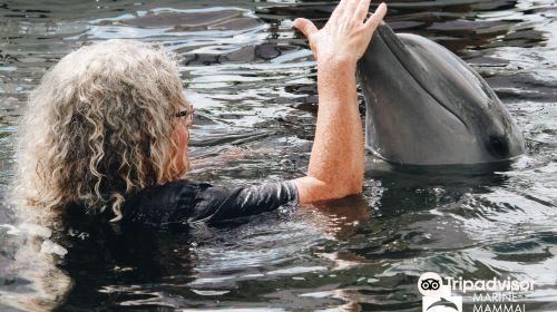 Dolphins Plus Marine Mammal Responder