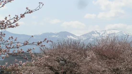 Arakawa Sakura-zutsumi Park