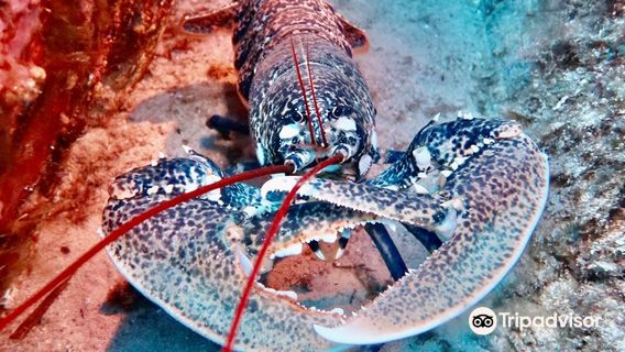 Diving Castile | Diving Sous-Marine Calvi