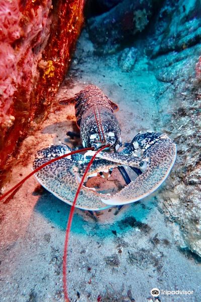 Diving Castile | Diving Sous-Marine Calvi