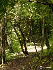 Bosque Protector Cerro Blanco