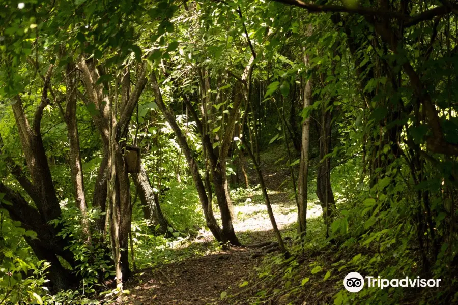 Bosque Protector Cerro Blanco