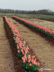 Hubert Family Tulips