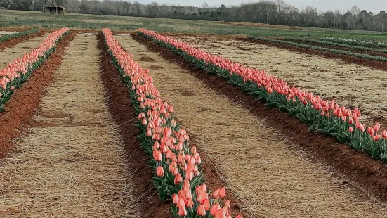 Hubert Family Tulips