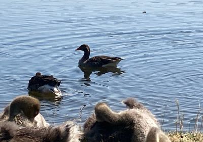 Strathclyde Country Park