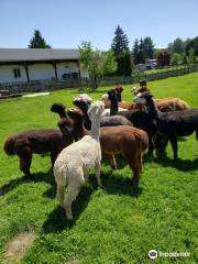 Firwood Farm Alpacas