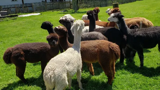 Firwood Farm Alpacas