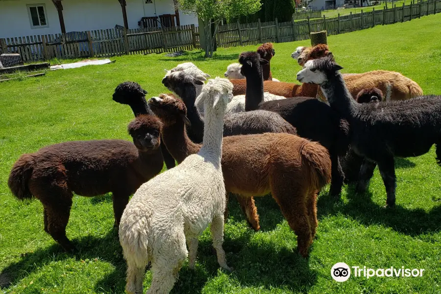 Firwood Farm Alpacas