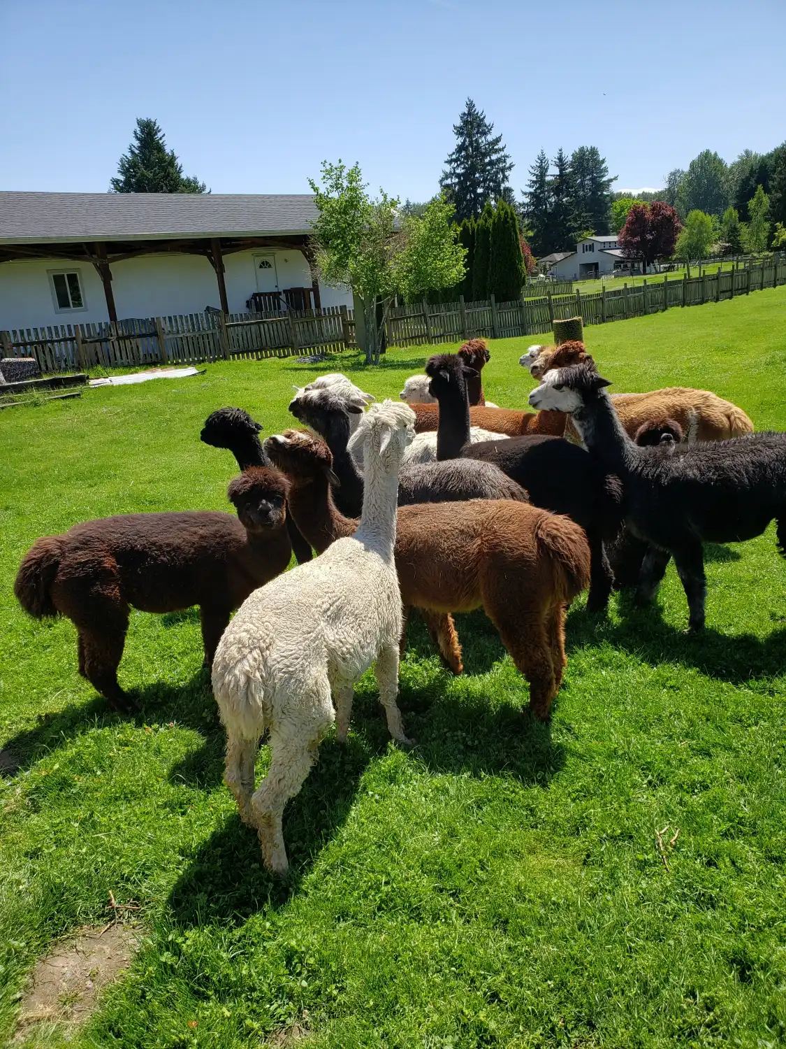 Firwood Farm Alpacas附近的飯店