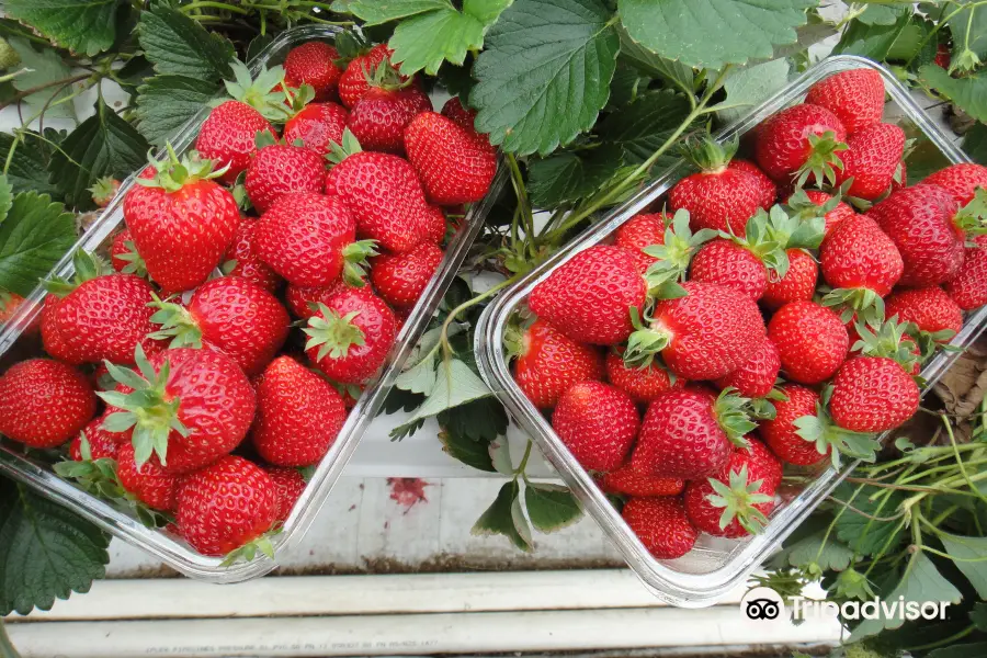 Hedgerows Hydroponic Strawberries