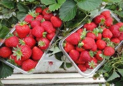 Hedgerows Hydroponic Strawberries
