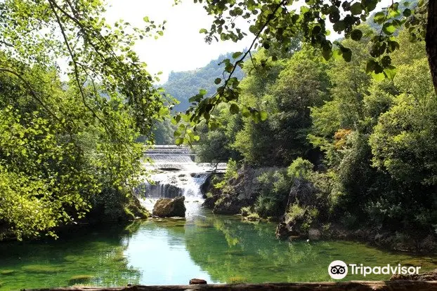 Kostelski buk