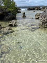 The Reef Vanuatu Zoological