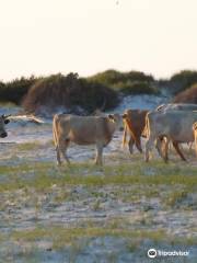 Cedar Island National Wildlife Refuge