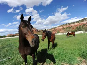 Best Friends Animal Sanctuary