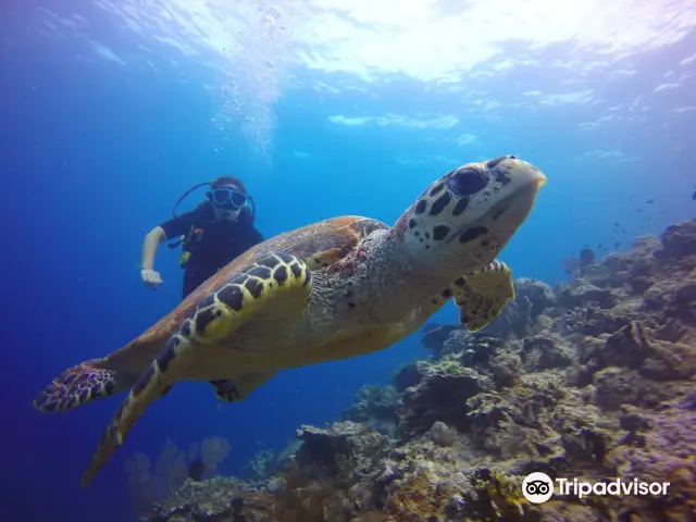 Bali Diving