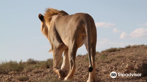 Kgalagadi Transfrontier Park