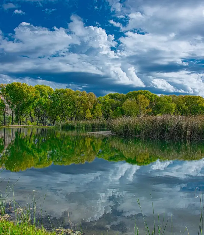 Cottonwood
