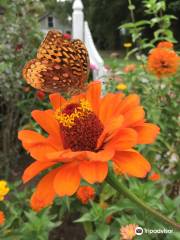 Grandmothers' Garden