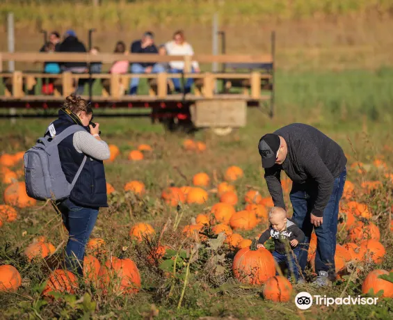 Wickham Farms