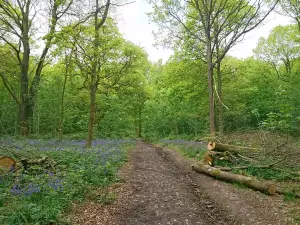 Lickey Hills Country Park