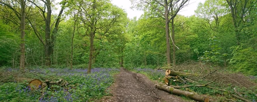 Lickey Hills Country Park