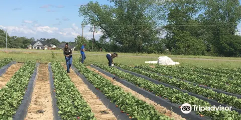 Cottle Strawberry Farm
