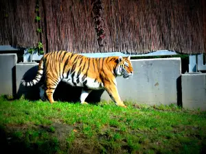 Silesian Zoological Park