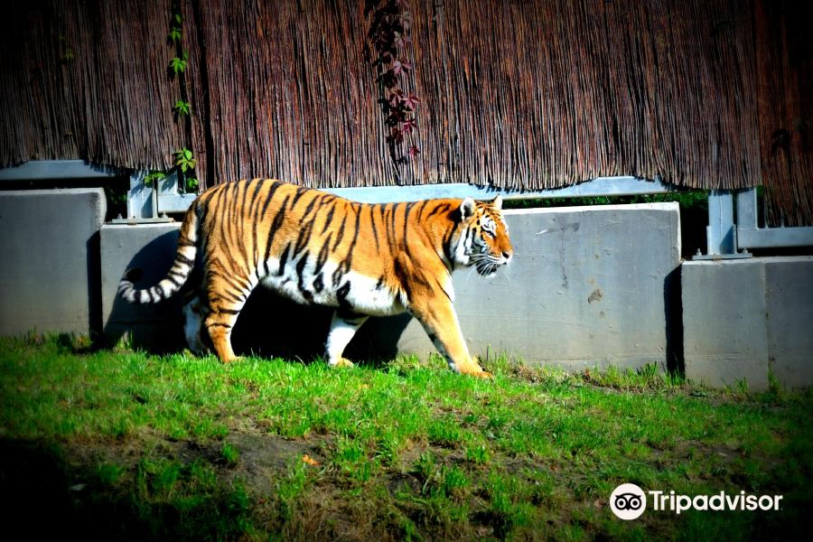 Zoo Silesia