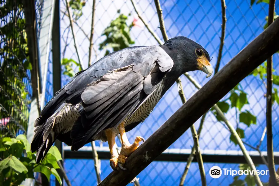 Toucan Rescue Ranch