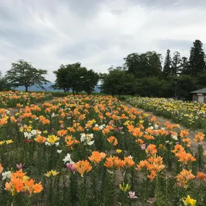 長井あやめ公園