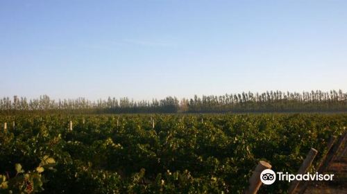 Bodega Secreto Patagonico