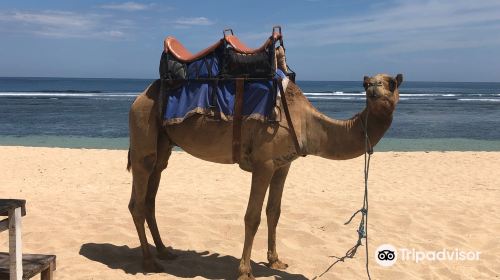 Bali Camel Safari