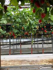 Kubota Strawberry Picking Garden