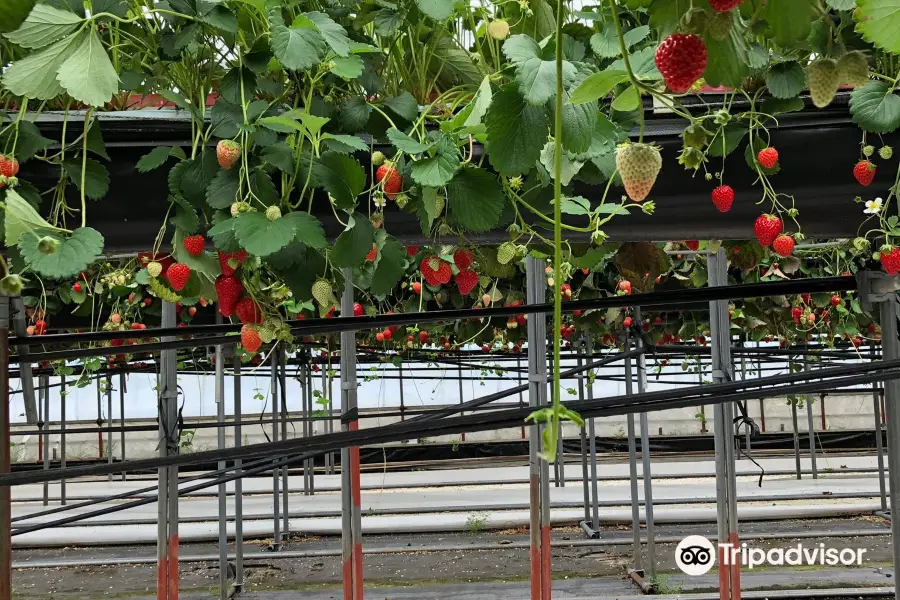 Kubota Strawberry Picking Garden